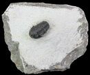 Bargain, Gerastos Trilobite Fossil - Morocco #68642-3